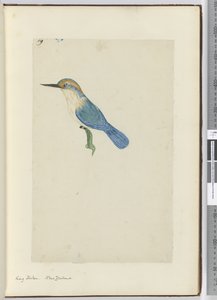 F.9 Martin-pêcheur. Nouvelle-Zélande, 1772-75