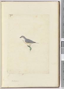 f.17 Oiseau non identifié de Nouvelle-Zélande, 1772-75 - Isaac Smith