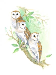 3 effraies des clochers