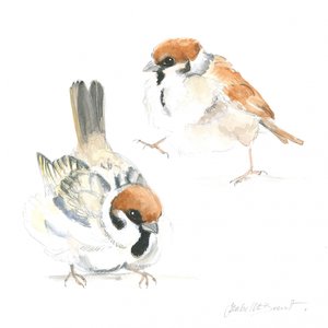 Bébés moineaux