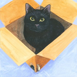 Chat dans la boîte