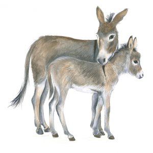 Âne et poulain