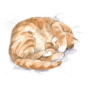 Croquis de chat roux