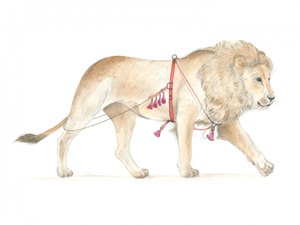 Lion harnaché