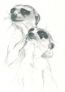 Dessin de suricates