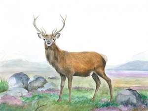 Cerf Moreland