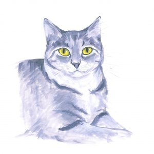 Chat observateur