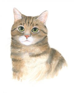 Chaton Plato