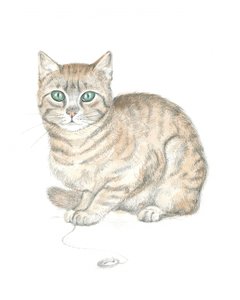 Chat tigré et bouton