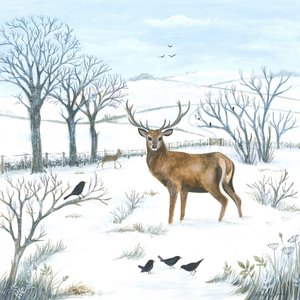 Cerf d