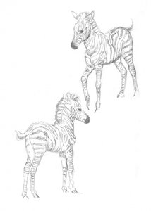 Poulains de zèbre