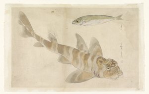 Deux poissons : grondin (?) et hareng