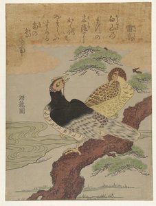 Raicho (Oiseaux-tonnerre)