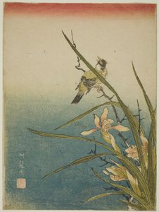 Orchidée et oiseau