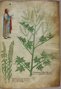 Un personnage portant une robe et tenant un globe blanc dans chaque main ; plantes, vers 1440 (encre et couleur sur vélin) - Italian School