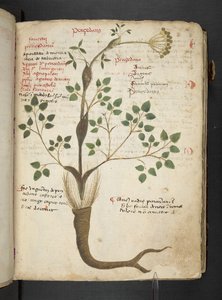 Un herbier, Belluno