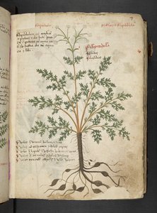 Un herbier, Belluno