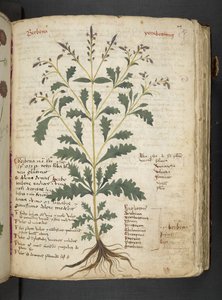 Un herbier, Belluno - Italian School