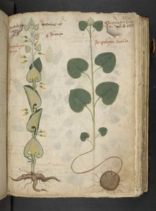 Un herbier, Belluno - Italian School