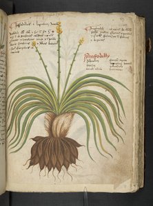 Un herbier, Belluno - Italian School