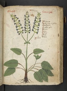 Un herbier, Belluno - Italian School