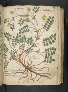 Un herbier, Belluno - Italian School