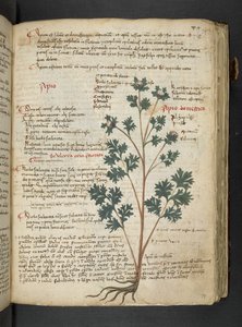 Un herbier, Belluno - Italian School