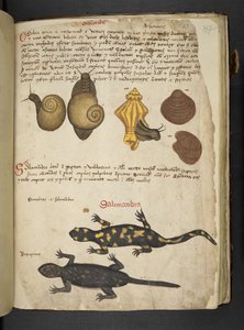 Chiocciole et Salamandra, de 