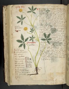 Add MS 41623 f.115v Pentafilon (ou 