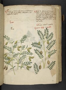 Un herbier, Belluno