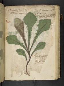 Un herbier, Belluno