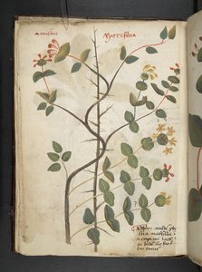 Un herbier, Belluno