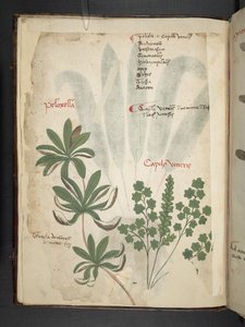 Un herbier, Belluno