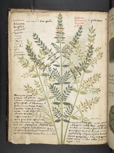 Un herbier, Belluno