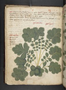 Add MS 41623 f.24v Un herbier, Belluno