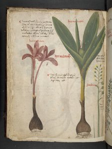 Un herbier, Belluno