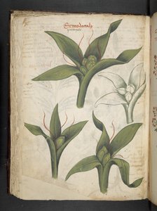 Add MS 41623 f.36v 