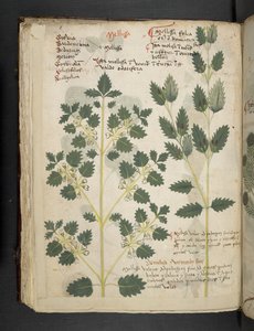 Un herbier, Belluno