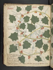 Un herbier, Belluno