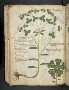 Un herbier, Belluno - Italian School