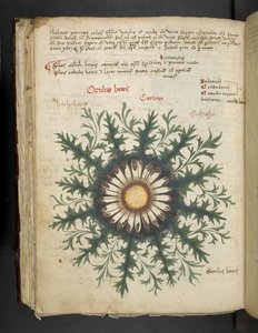 Add MS 41623 f.97v Carlina, de 
