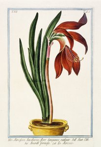Amaryllis Formosa, 1772-1784