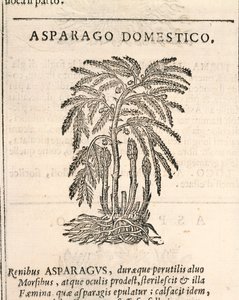 Asperge (Asparagus officinalis), gravure par Castore Durante - Italian School