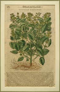 Basilic, une planche botanique du Discorsi par Pietro Andrea Mattioli publiée à Venise, 1570 - Italian School