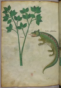 Illustration botanique et animalière d