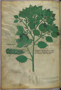 Illustration botanique, vers 1440 (encre et couleur sur vélin)