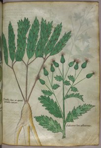 Illustration botanique, vers 1440 (encre et couleur sur vélin) - Italian School