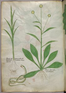 Illustration botanique, vers 1440 (encre et couleur sur vélin)