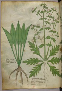 Illustration botanique, vers 1440 (encre et couleur sur vélin) - Italian School