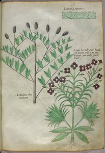Illustration botanique, vers 1440 (encre et couleur sur vélin)